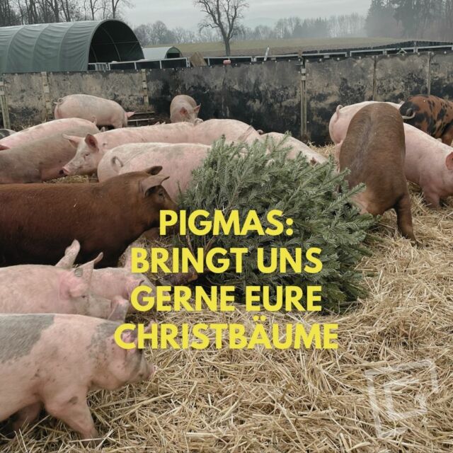 Knabberspaß für unsere Ackerschweine! Wir freuen uns über eure ausgedienten Christbäume (komplett nackig 😄, ohne Schmuck, bitte) für unsere Oinkies. Die knabbern die grünen Teile runter und freuen sich über die Beschäftigung. 🌲Entweder einfach vorbeibringen beim Gehege selbst oder bei uns am Bauernhof abgeben. DANKE im Namen der Schweinchen! 🐽🥳🐷
.
.
.
#pigmas #bringtunschristbäume #knabberspaß #ackerschweine #herzensprojekt #freilandhaltung #grüblhof #ansfelden