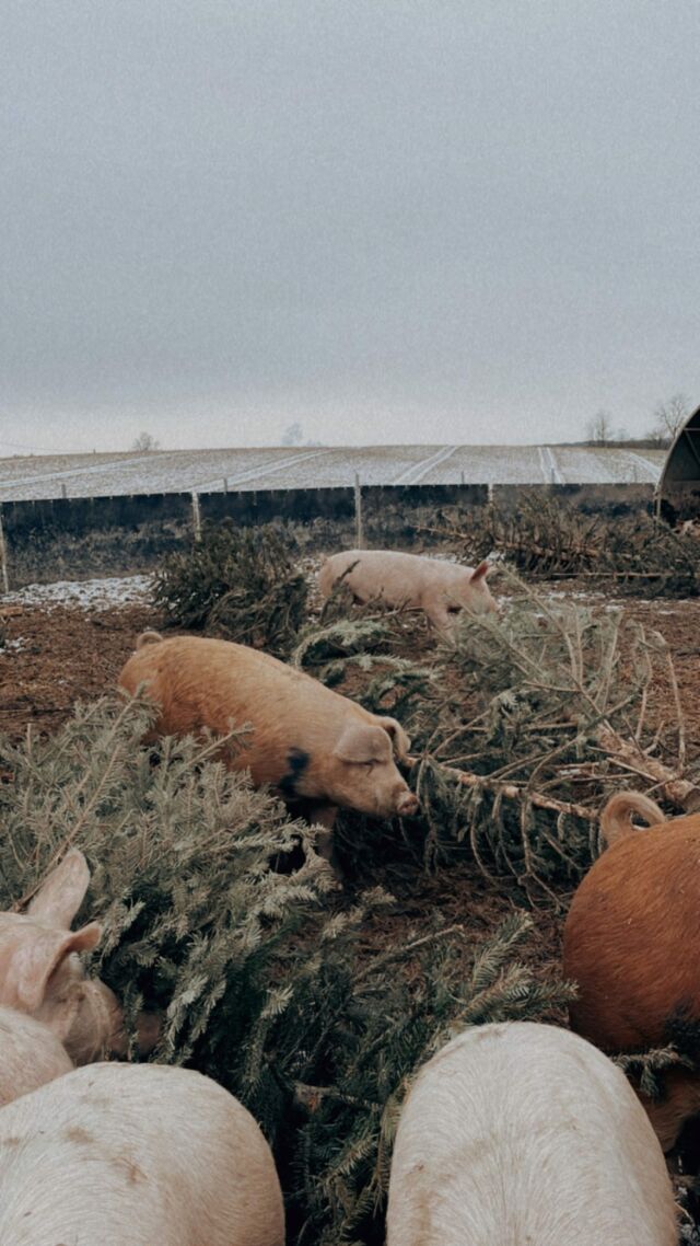🌲 So eine Weihnachtsverlängerung hat doch was! 🐷😉 Danke übrigens für alle, die noch Bäume anbieten - wir haben schon sehr viele erhalten. Nächstes Jahr aber voll gerne wieder. ☺️🙏 
.
.
.
#pigmas #ackerschweine #weihnachtsbäume #upcycling #ansfelden #grüblhof #abhof #freilandhaltung