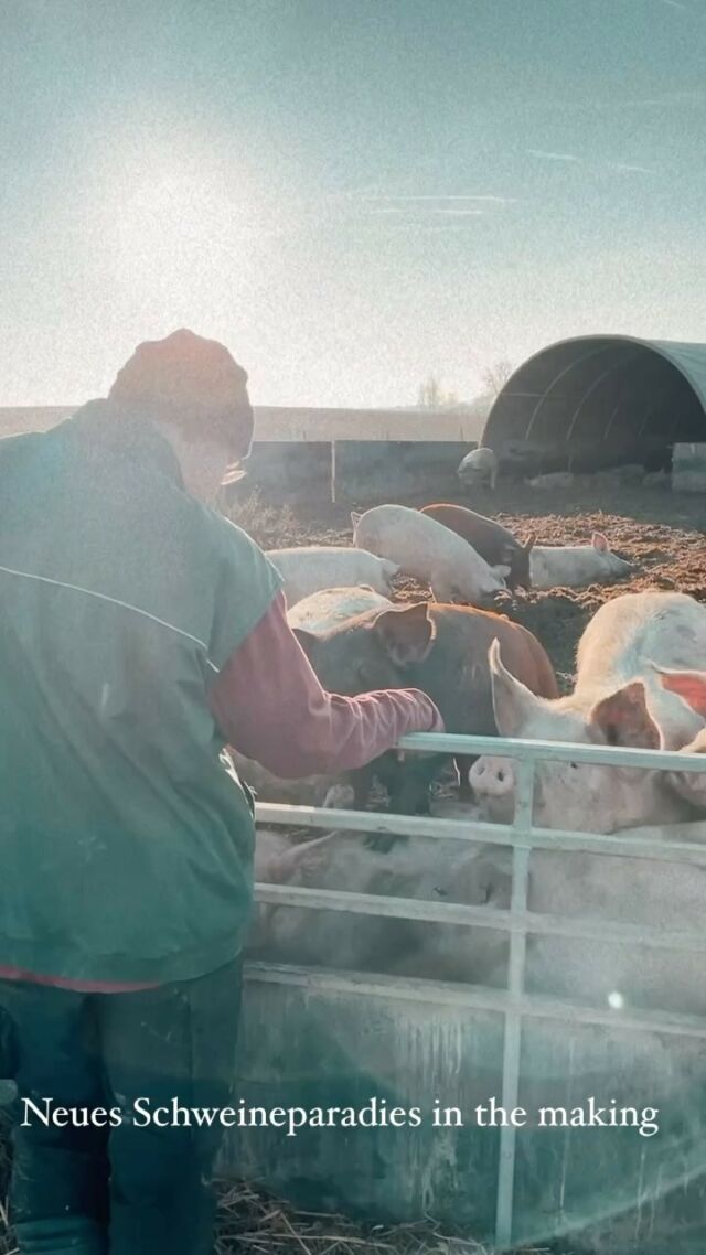Wir würden es nicht mehr anders wollen 🐷🌤️🌲 - geht es den Tieren gut, geht es uns auch gut! 
Marco und Martin haben heute ein paar Stunden damit verbracht, das Gehege zu versetzen. Frischer Untergrund, frische Einstreu und eine neue Generation Oinkis 🐷 ist bald am Start! 🥳
.
.
.
#ackerschweine #fairzumtier #herzensprojekt #freilandhaltung #ansfelden #grüblhof